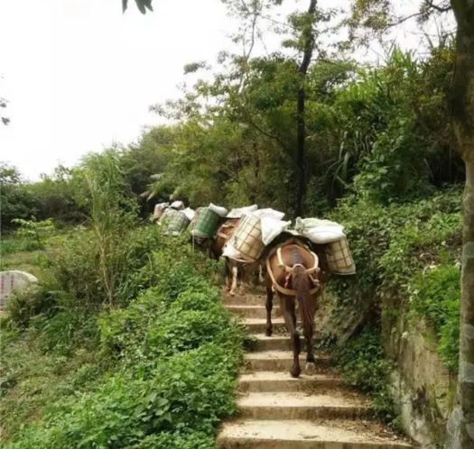 台州山区马帮运输