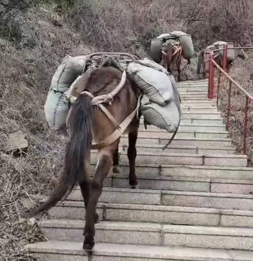 台州骡马运输
